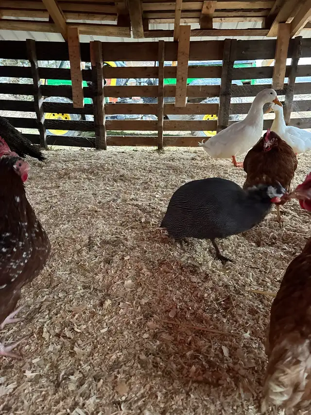 Guinea’s For Sale - Photo 2