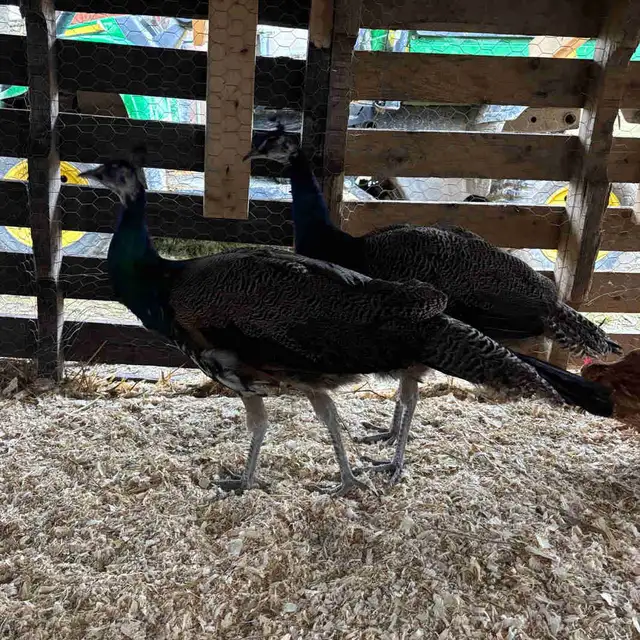 Peacock’s For Sale