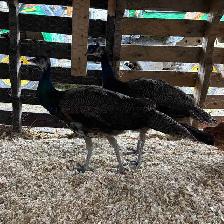 Peacock’s For Sale