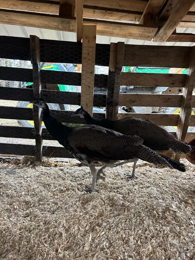 Peacock’s For Sale - Photo 2