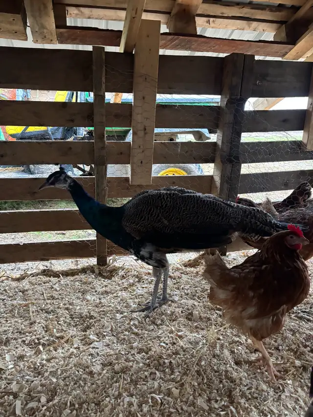 Peacock’s For Sale - Photo 3