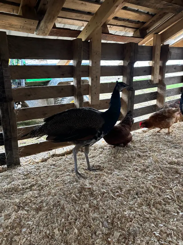 Peacock’s For Sale - Photo 4