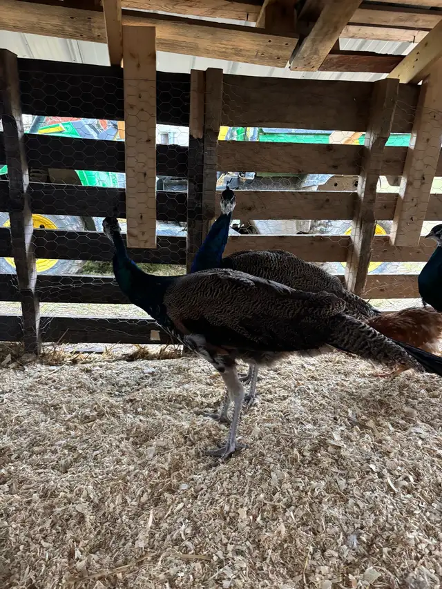 Peacock’s For Sale - Photo 5