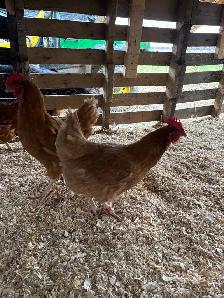 ISA Brown Laying Hens For Sale