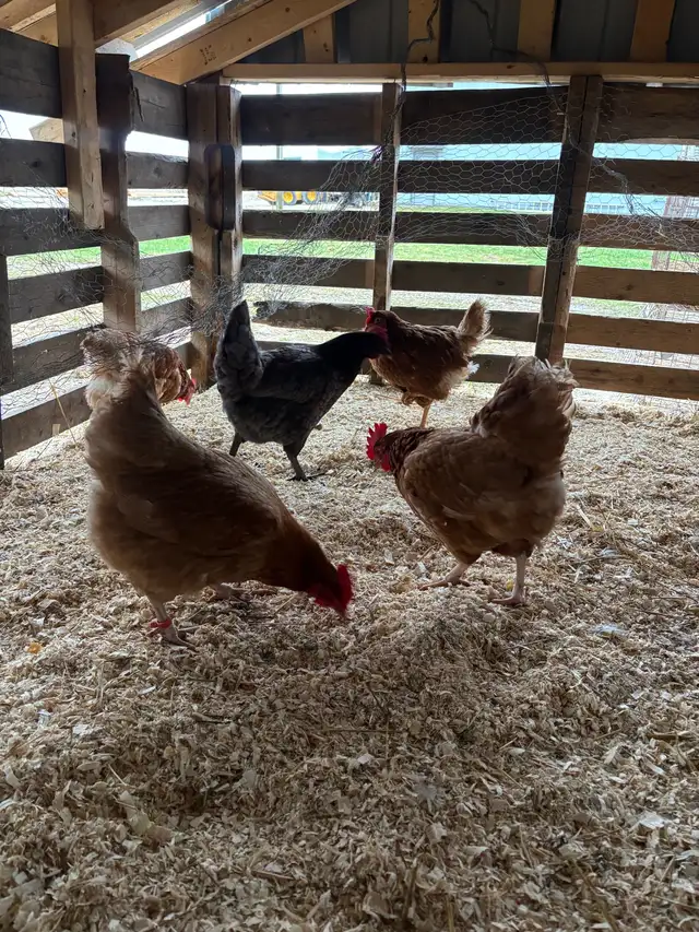 ISA Brown Laying Hens For Sale - Photo 2