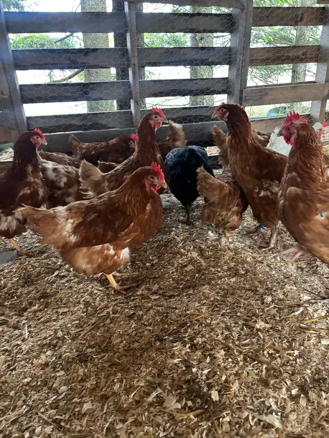ISA Brown Laying Hens For Sale - Photo 3