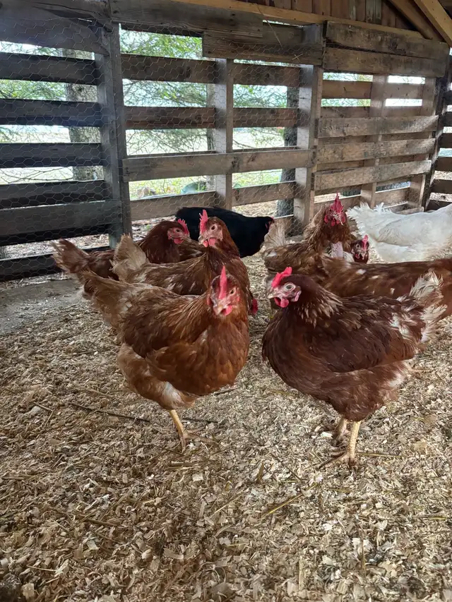 ISA Brown Laying Hens For Sale - Photo 4