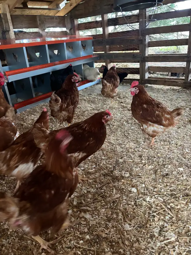 ISA Brown Laying Hens For Sale - Photo 5