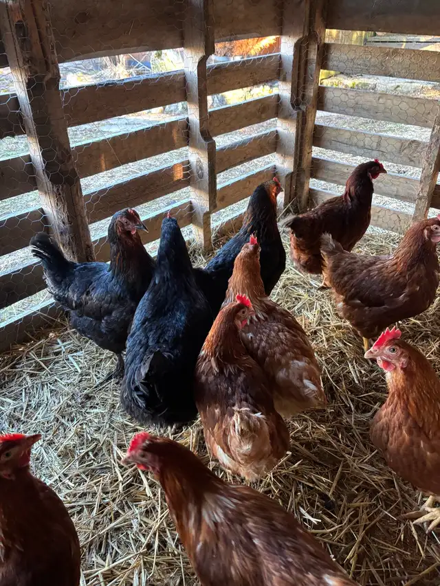 ISA Brown Laying Hens For Sale - Photo 6