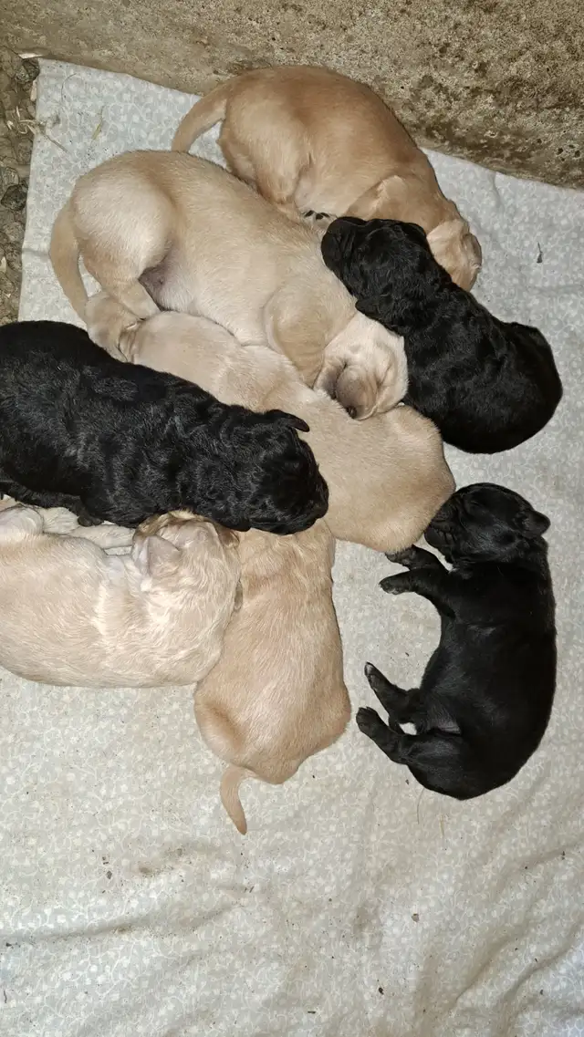 Golden Retriever x German Shepherd Puppies