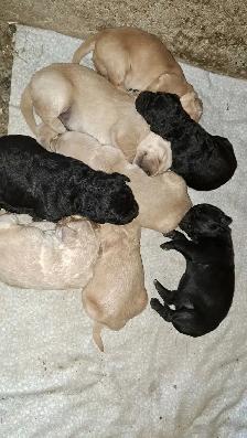 Golden Retriever x German Shepherd Puppies