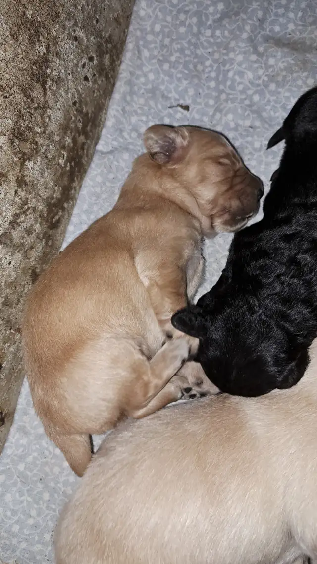 Golden Retriever x German Shepherd Puppies - Photo 2