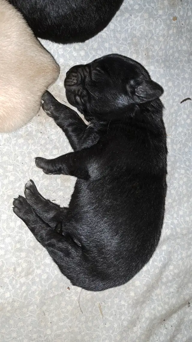 Golden Retriever x German Shepherd Puppies - Photo 3