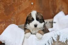 Saint BERNESE puppies! St. Bernard cross Bernese Mountain Dog