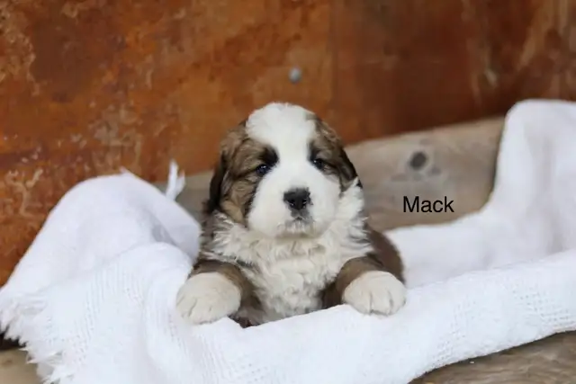 Saint BERNESE puppies! St. Bernard cross Bernese Mountain Dog - Photo 2