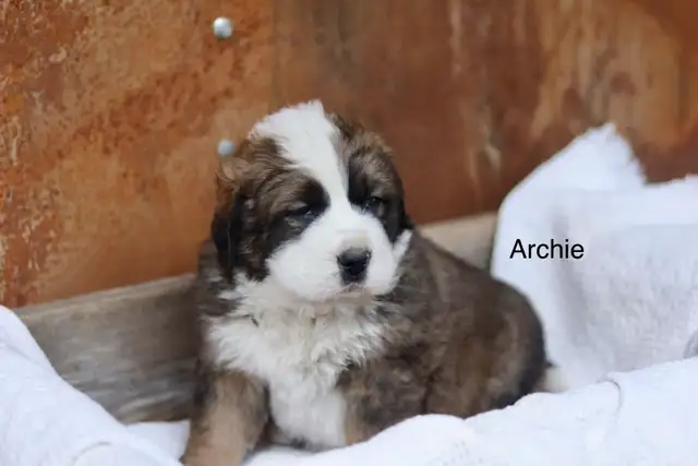 Saint BERNESE puppies! St. Bernard cross Bernese Mountain Dog - Photo 3