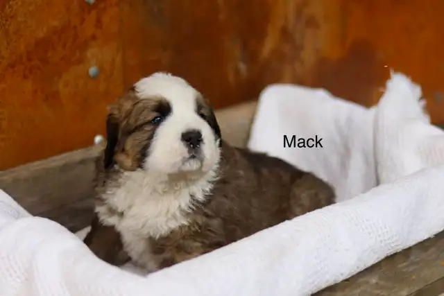 Saint BERNESE puppies! St. Bernard cross Bernese Mountain Dog - Photo 4