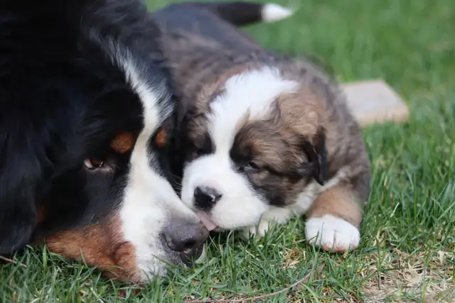 Saint BERNESE puppies! St. Bernard cross Bernese Mountain Dog - Photo 5