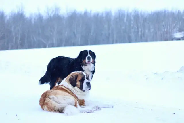 Saint BERNESE puppies! St. Bernard cross Bernese Mountain Dog - Photo 6