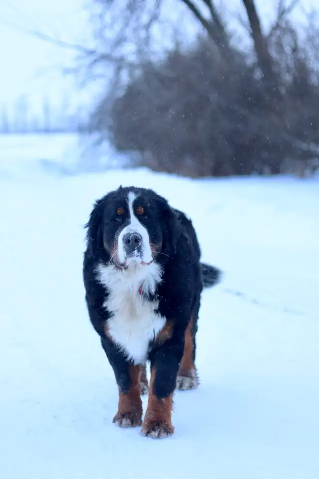 Saint BERNESE puppies! St. Bernard cross Bernese Mountain Dog - Photo 7
