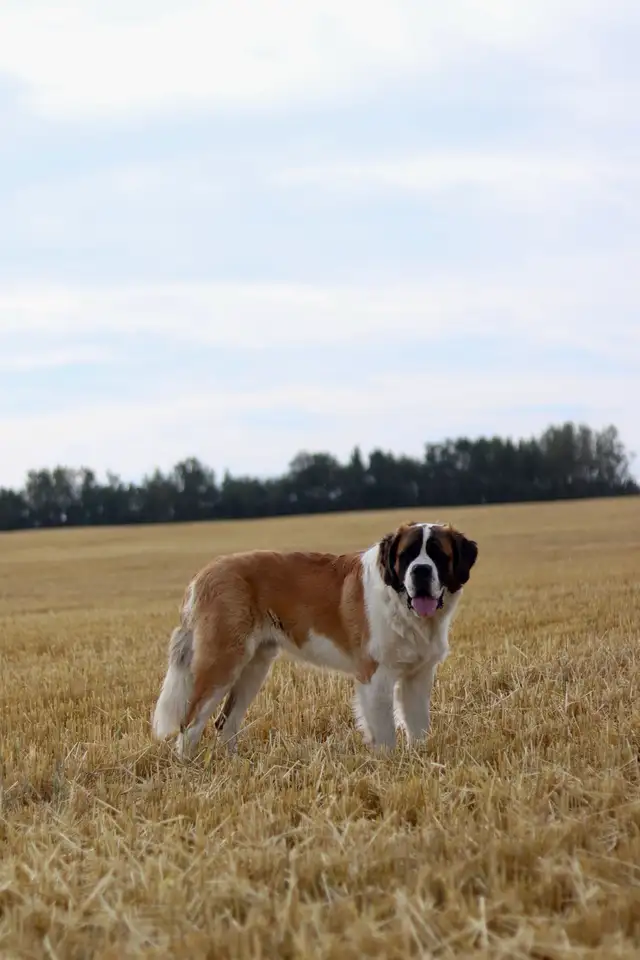 Saint BERNESE puppies! St. Bernard cross Bernese Mountain Dog - Photo 8