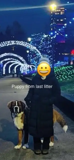 Saint BERNESE puppies! St. Bernard cross Bernese Mountain Dog - Photo 9