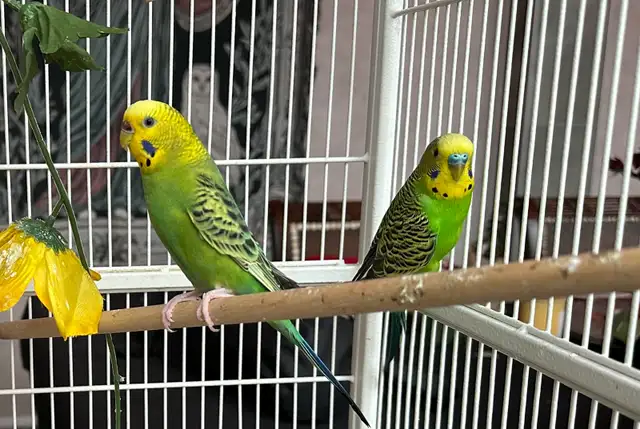 coupe perruche ondulé