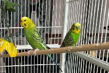 coupe perruche ondulé