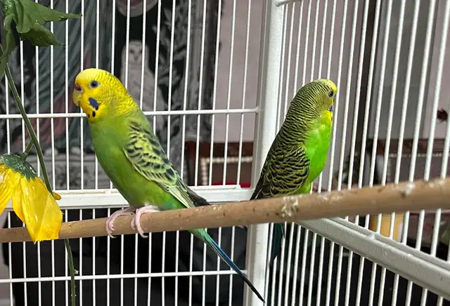 coupe perruche ondulé - Photo 2