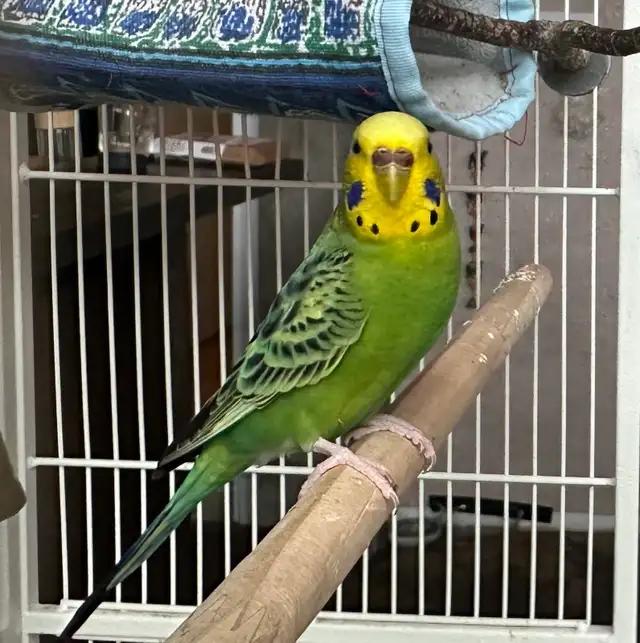 coupe perruche ondulé - Photo 3