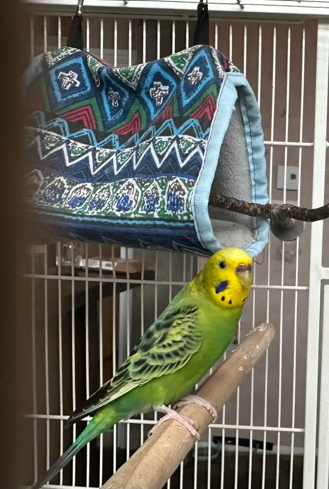 coupe perruche ondulé - Photo 4