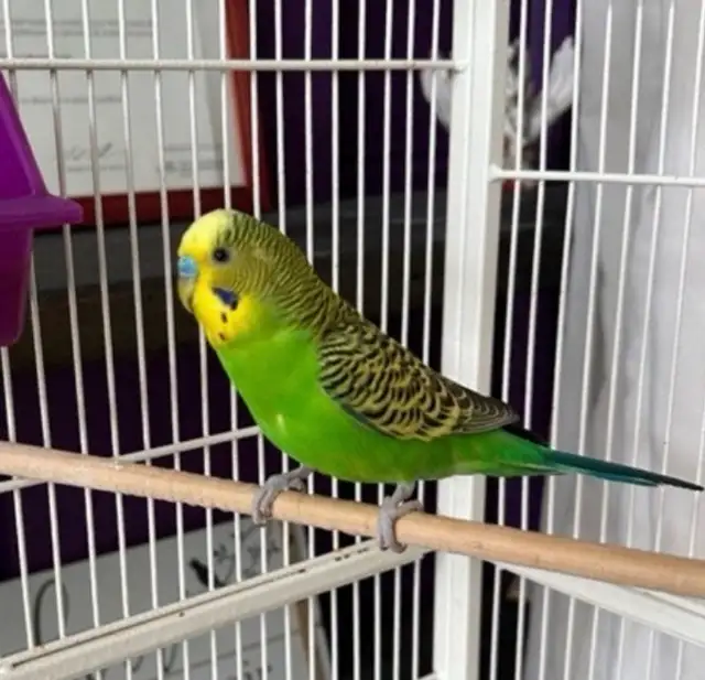 coupe perruche ondulé - Photo 5