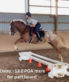 13.2 hand POA mare for part board!