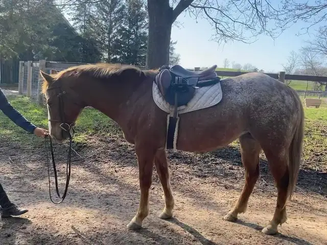 13.2 hand POA mare for part board! - Photo 2