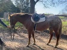 13.2 hand POA mare for part board! - Photo 2