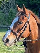 13.2 hand POA mare for part board! - Photo 5
