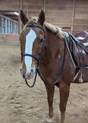 13.2 hand POA mare for part board! - Photo 6