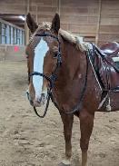 13.2 hand POA mare for part board! - Photo 6