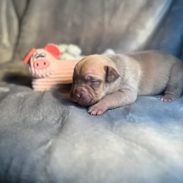 Pups furever home - Photo 2