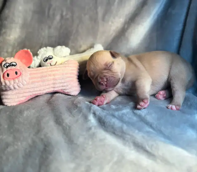 Pups furever home - Photo 3