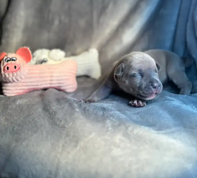 Pups furever home - Photo 4