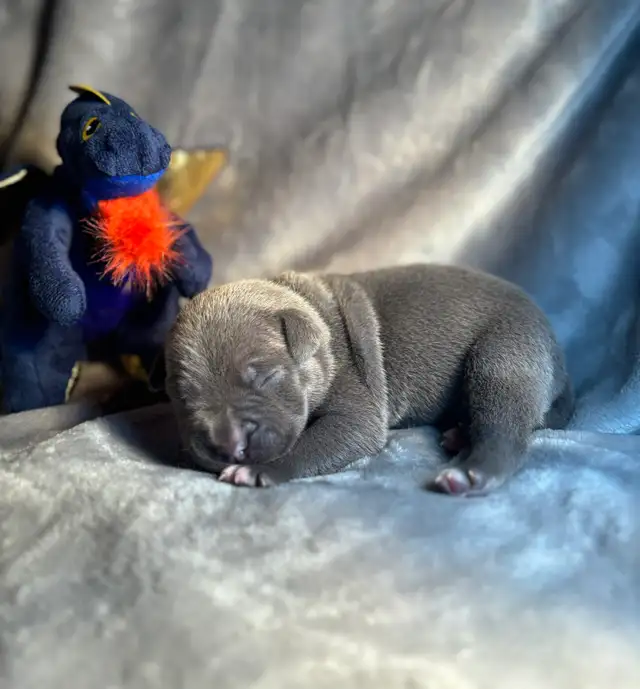 Pups furever home - Photo 5