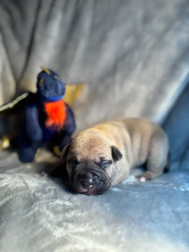 Pups furever home - Photo 6