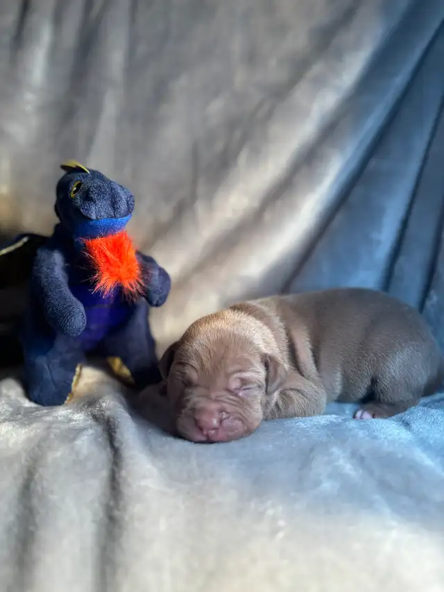 Pups furever home - Photo 7