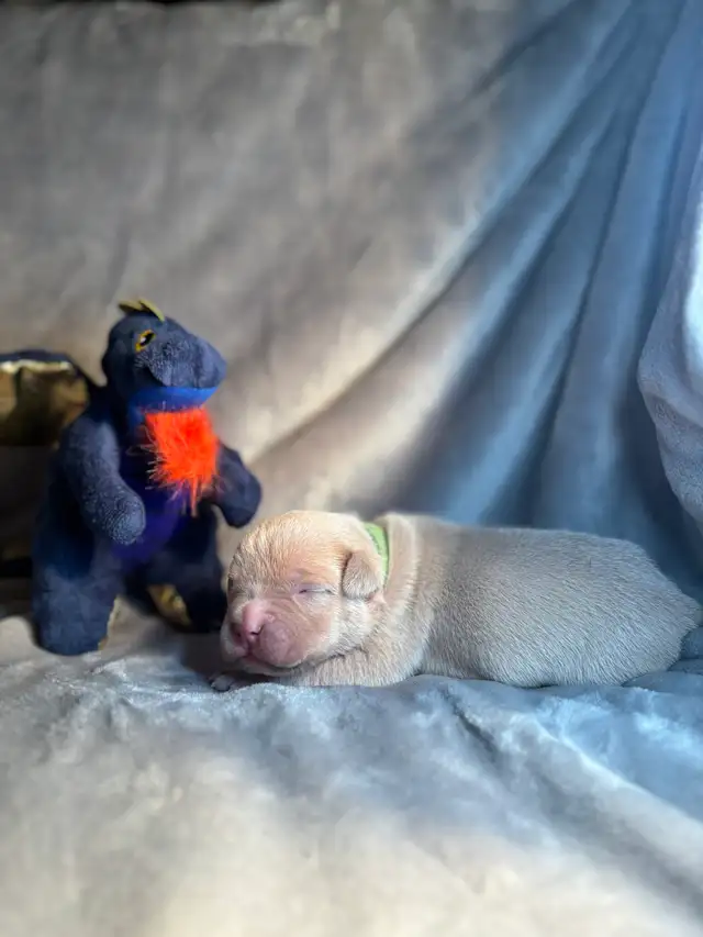 Pups furever home - Photo 8