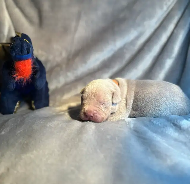 Pups furever home - Photo 9