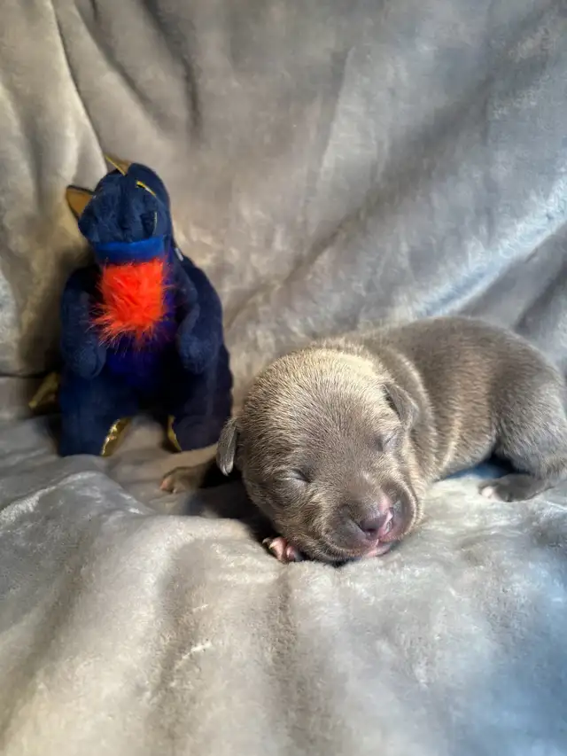 Pups furever home - Photo 10