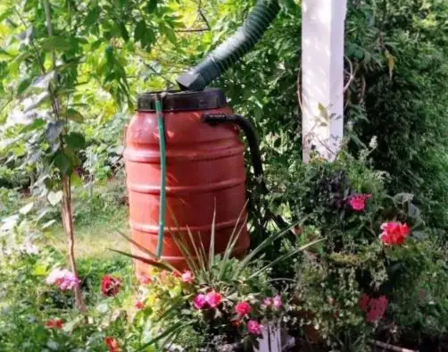 Rain Barrels - preorder online - Photo 5