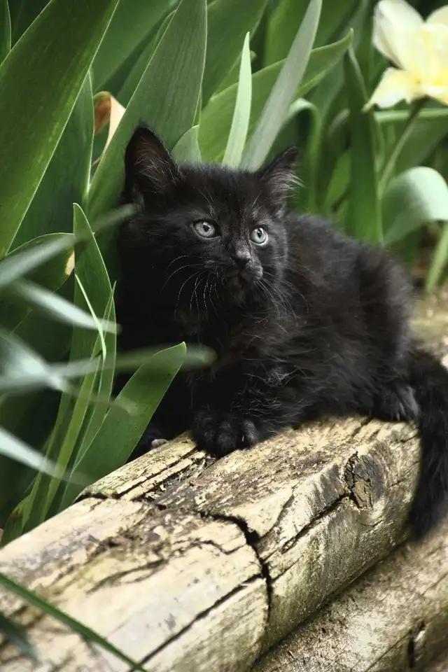 Kittens for sale - Photo 2