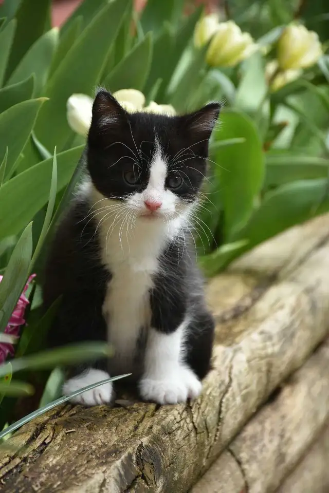 Kittens for sale - Photo 3